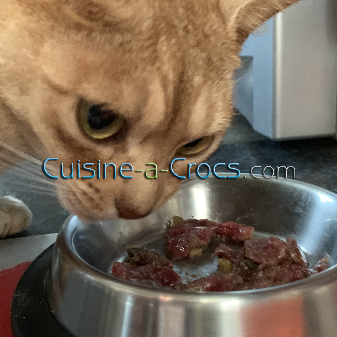 ration ménagère pour un chat